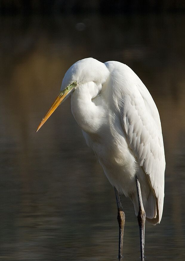 Egretta alba (beluša veľká)