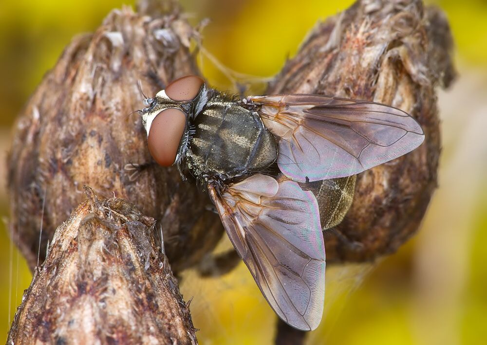 Phasia obesa