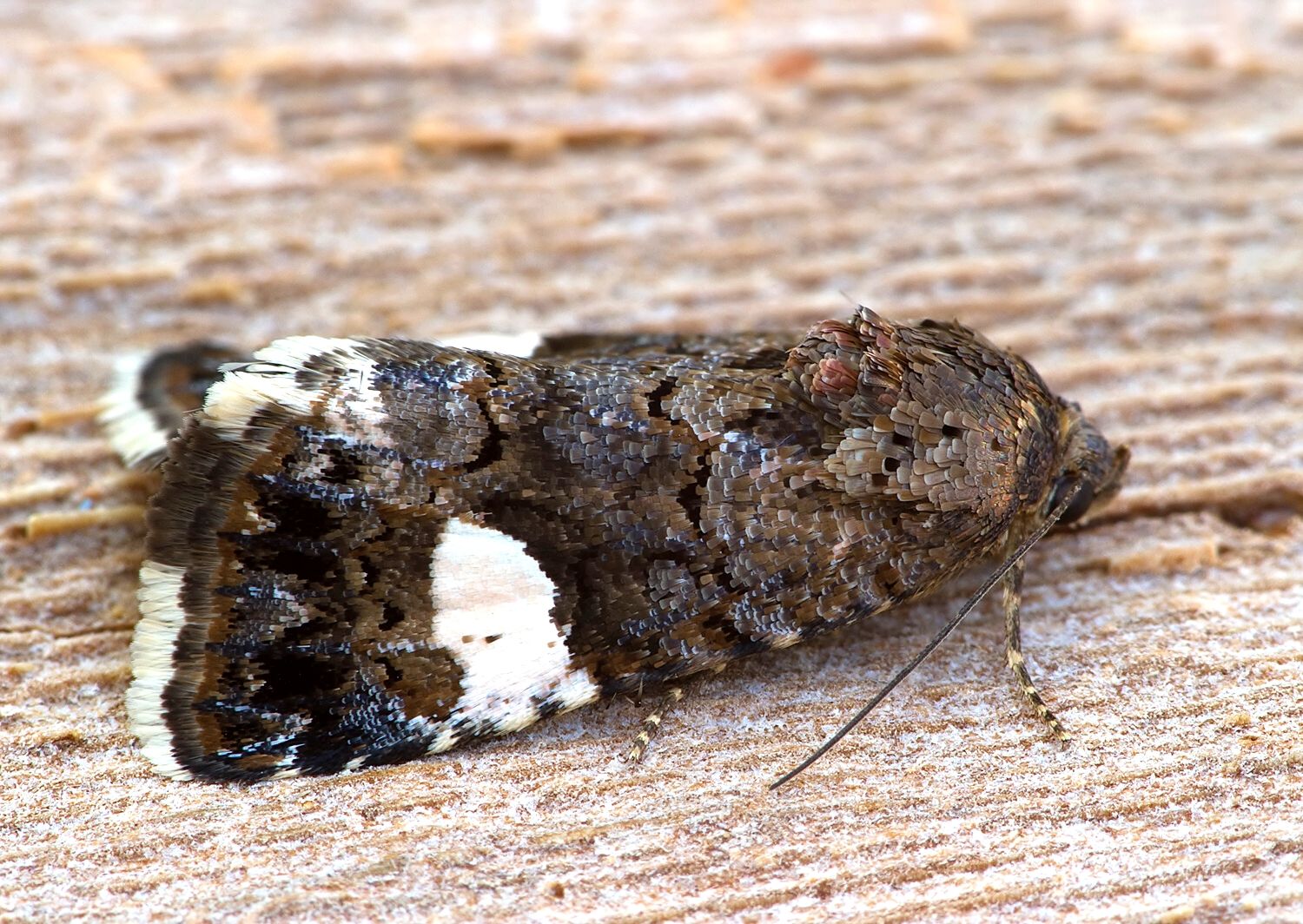 Tyta luctuosa