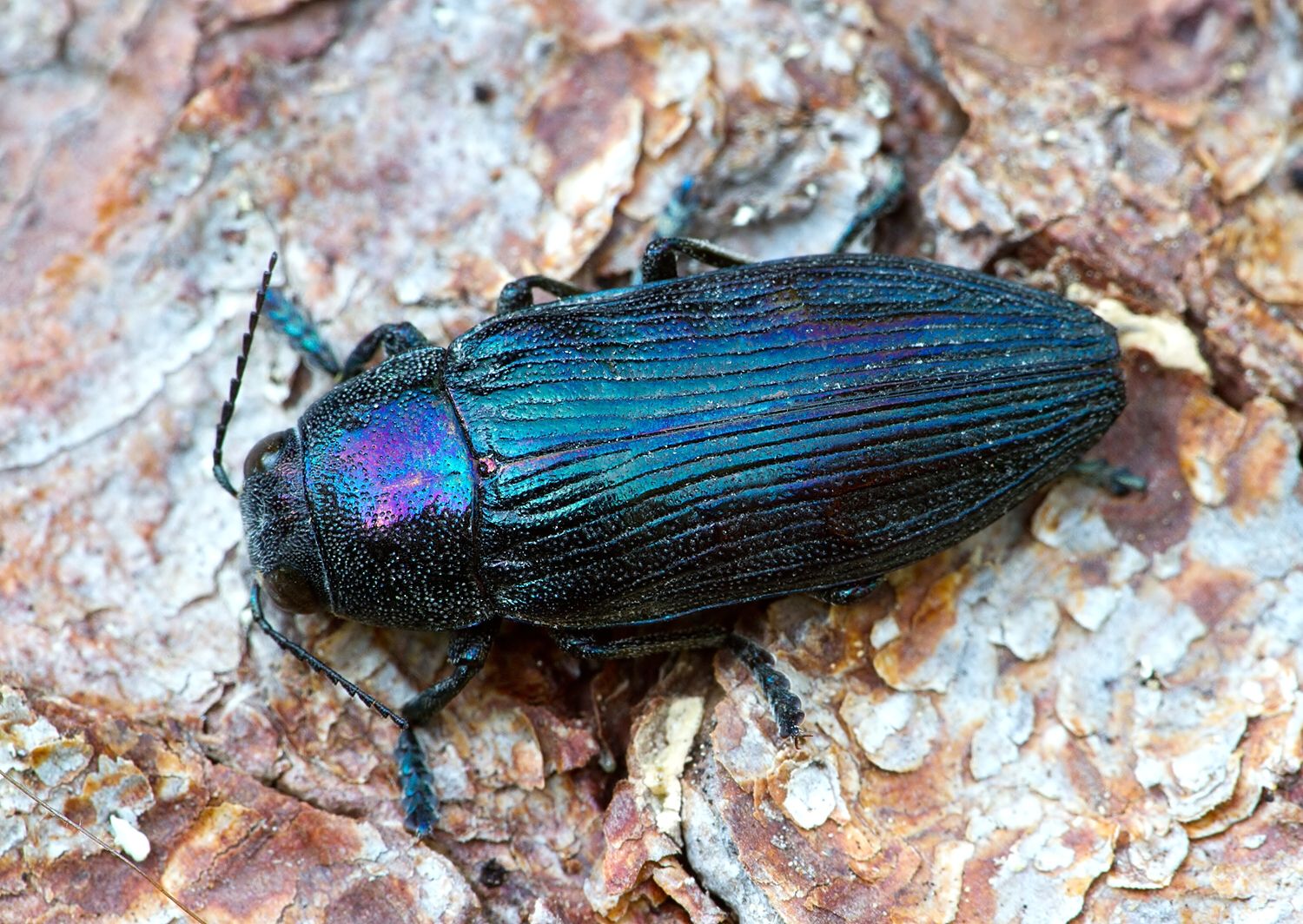 Buprestis haemorrhoidalis