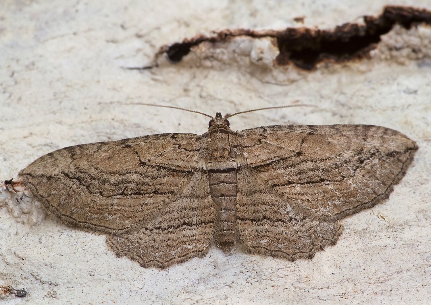 Horisme corticata
