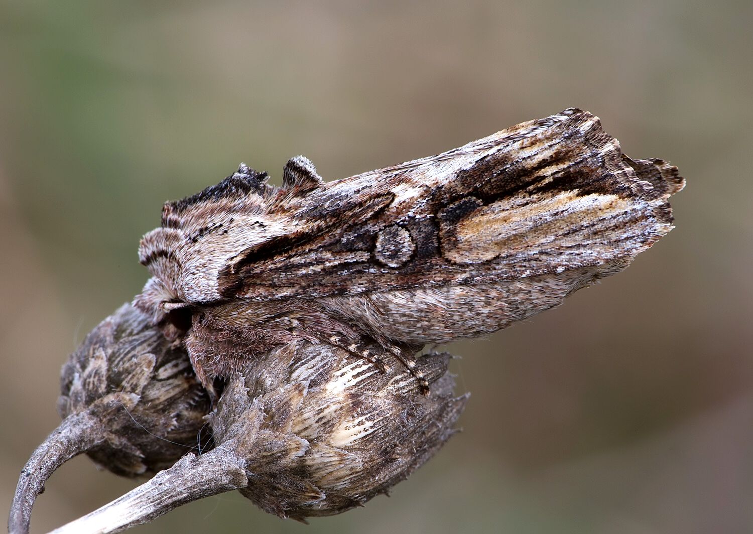 Egira conspicillaris