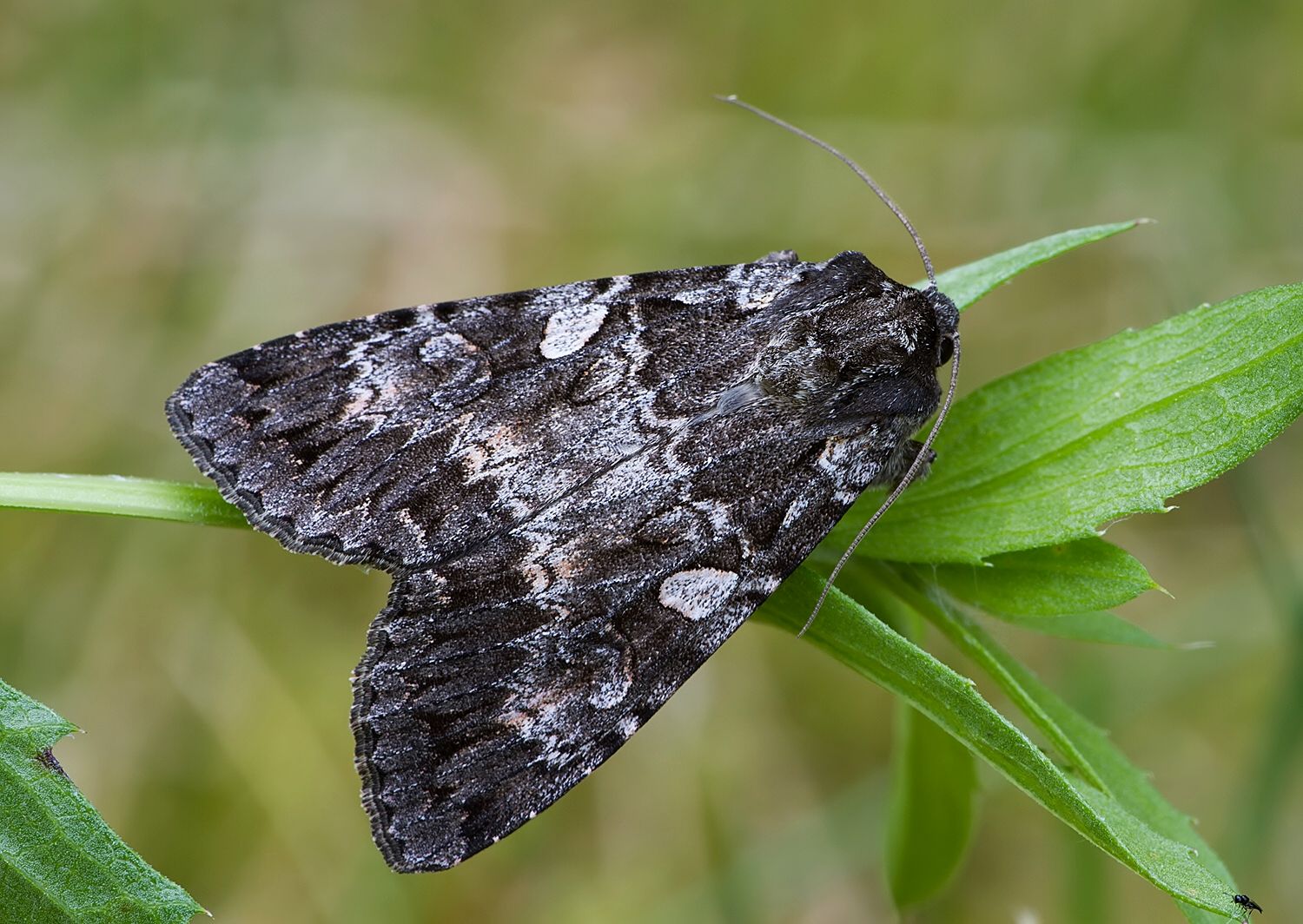 Eurois occulta
