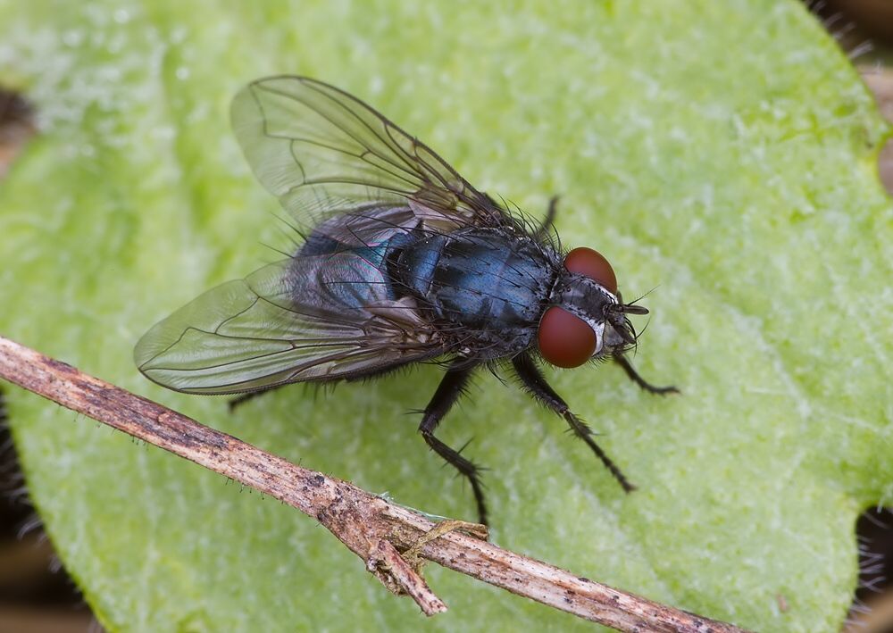 Bellardia vulgaris