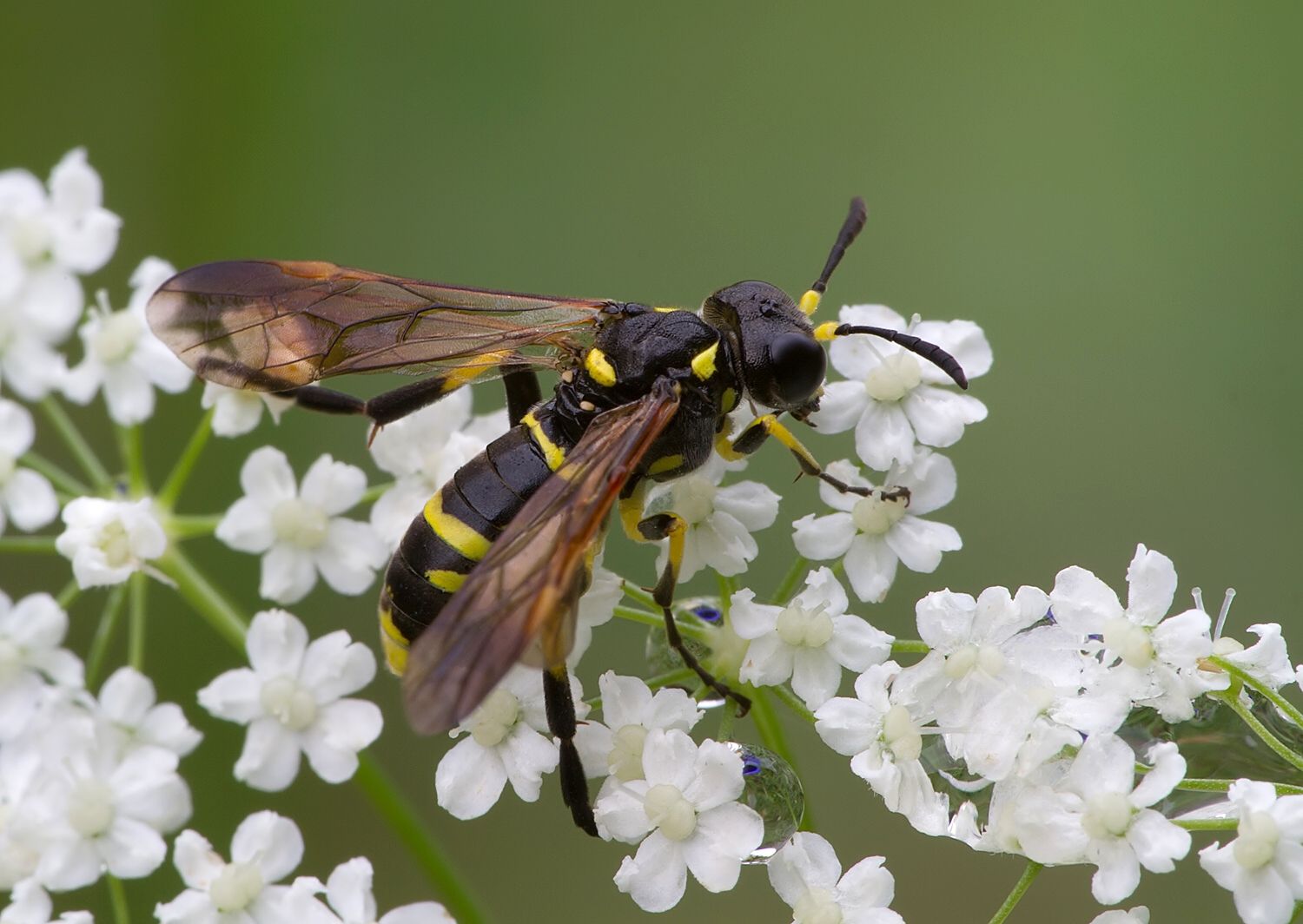 Tenthredo marginella
