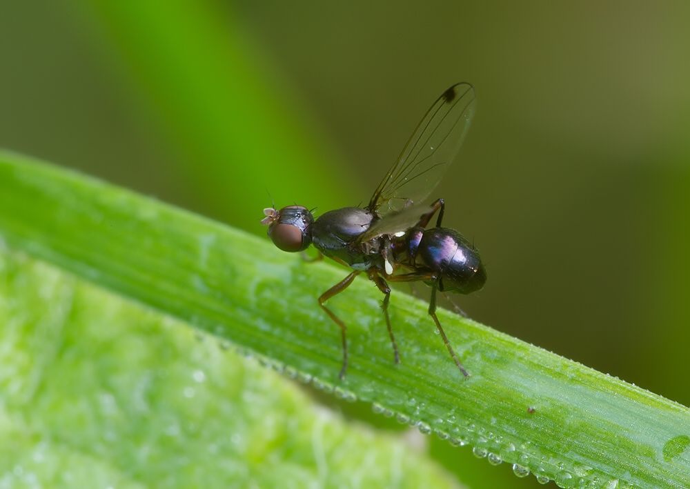 Sepsis fulgens