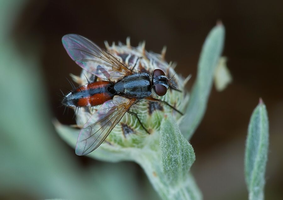 Mintho rufiventris
