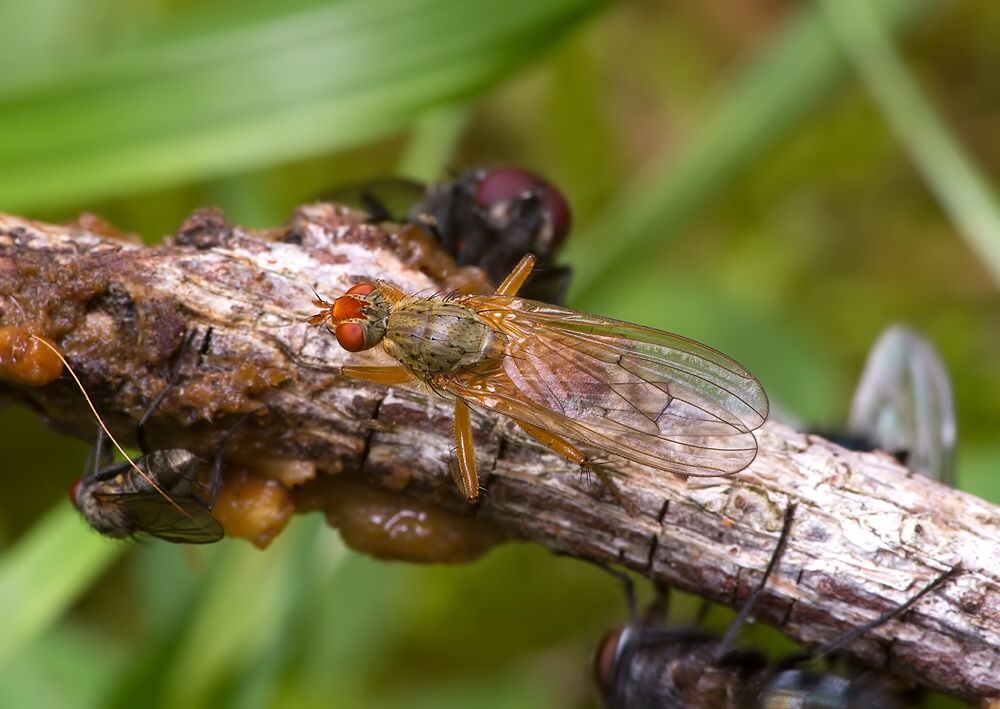 Scathophaga inquinata