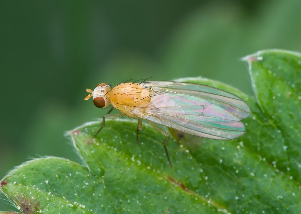 Meiosimyza platycephala