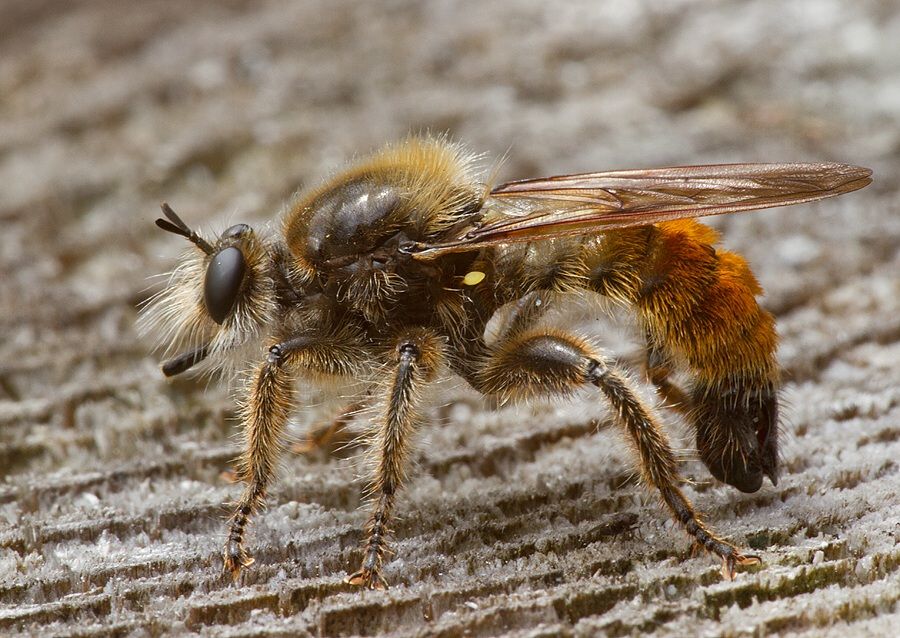 Laphria flava