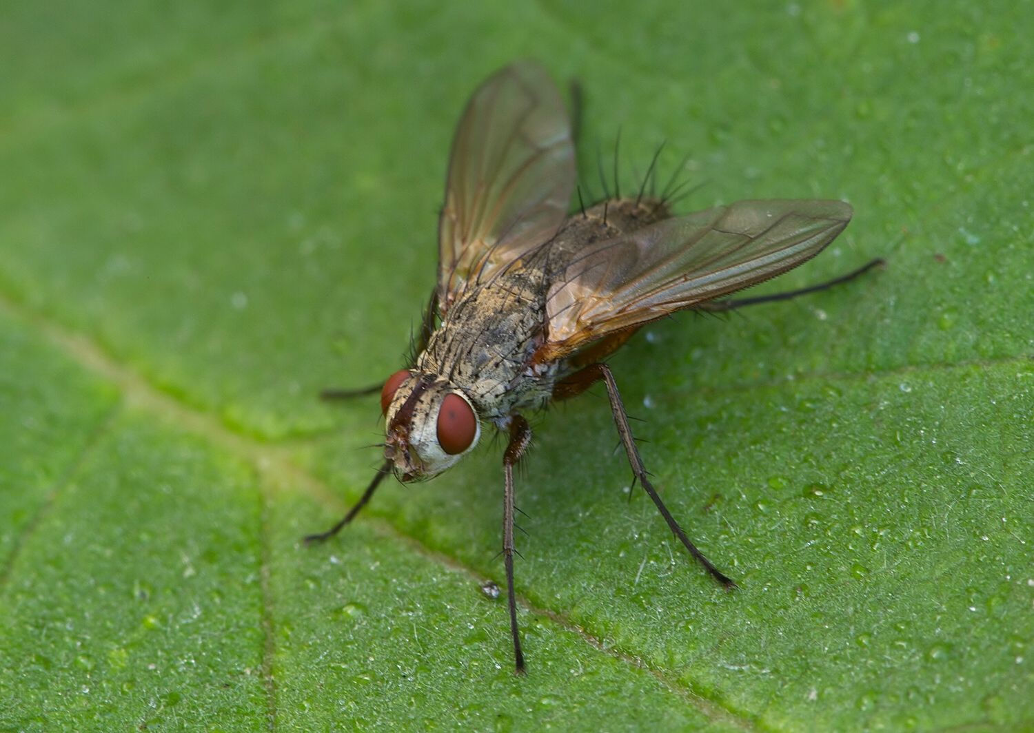 Bithia spreta