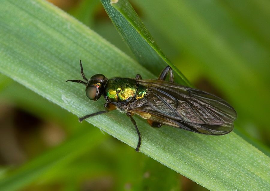 Beris geniculata