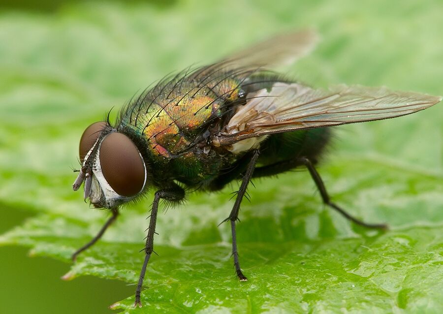 Lucilia sericata