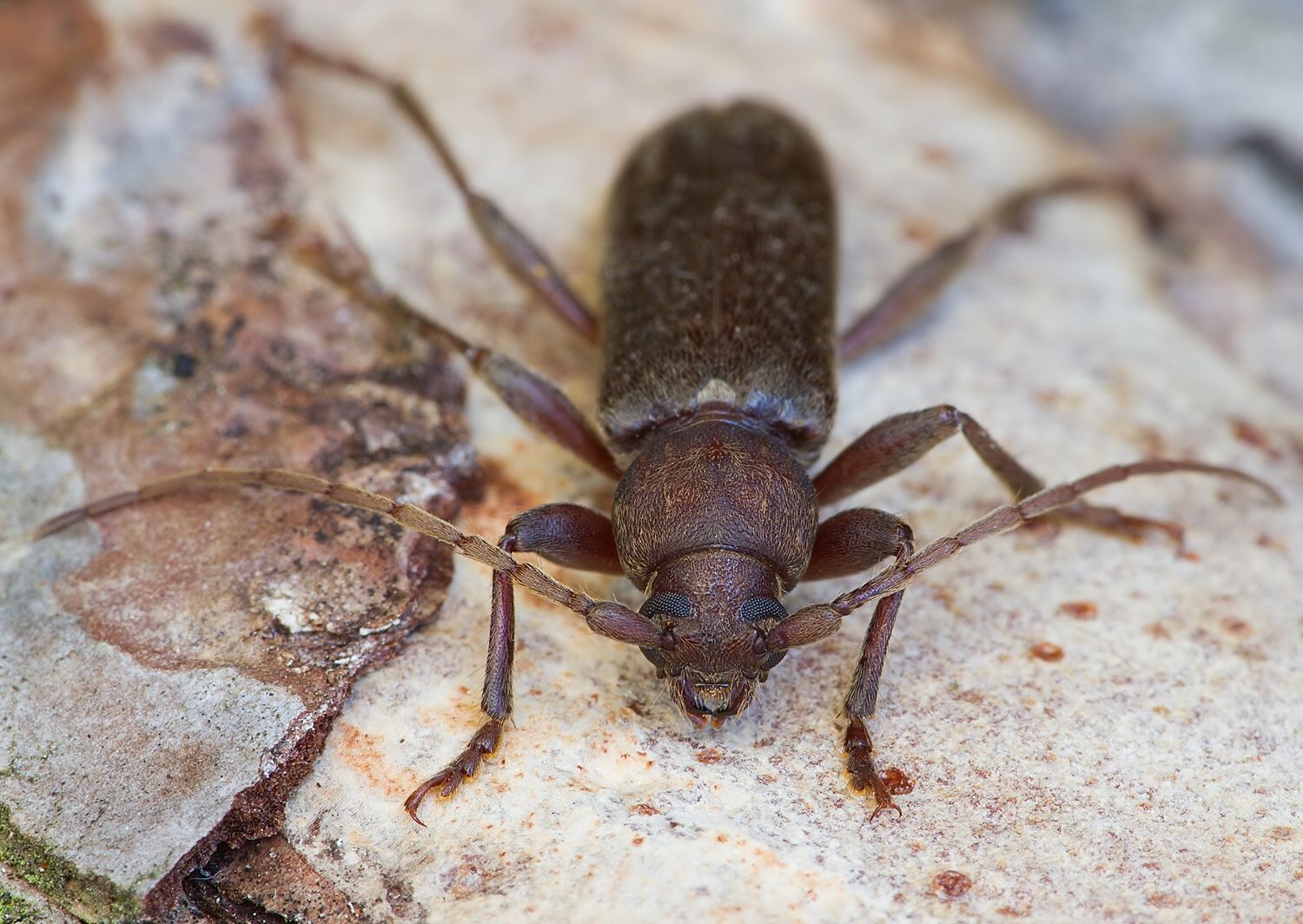 Trichoferus campestris