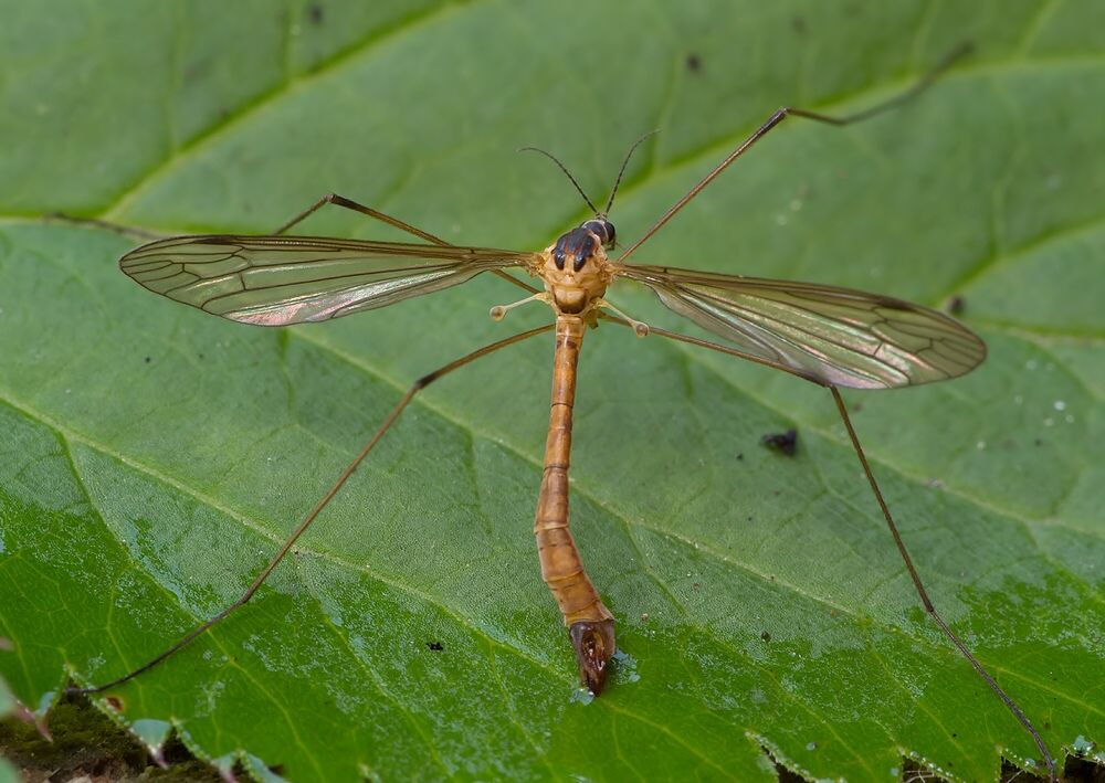 Cylindrotoma distinctissima