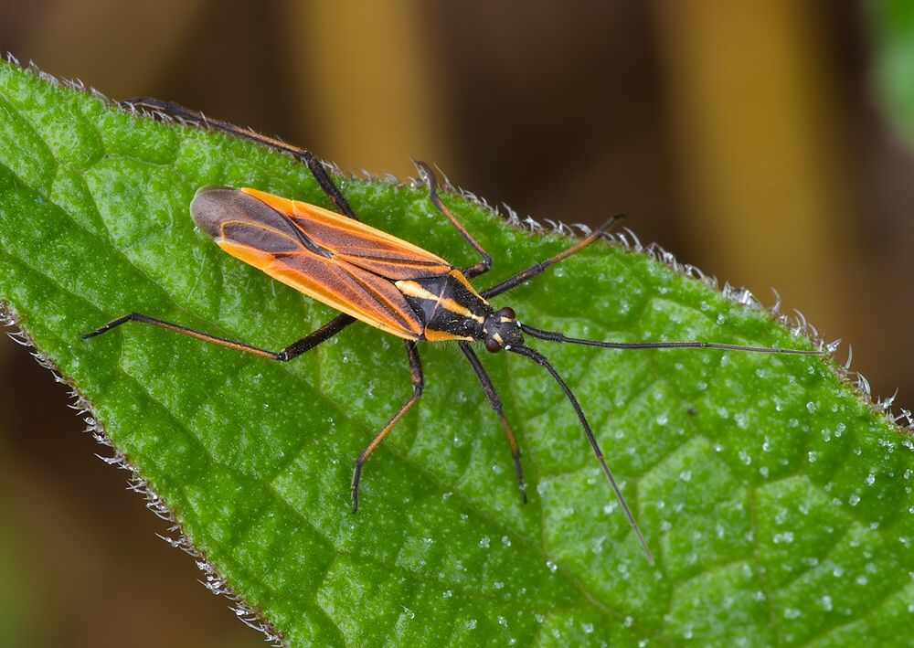 Leptopterna dolabrata