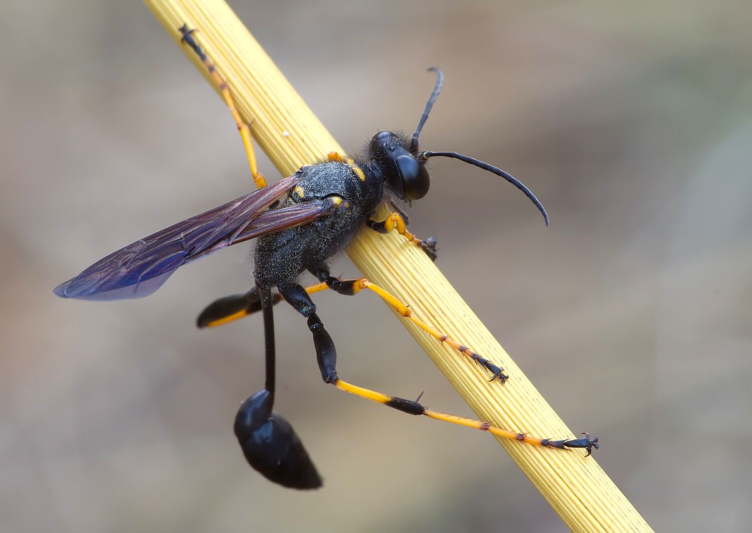 Sceliphron caementarium