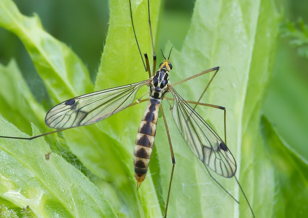 Nephrotoma dorsalis