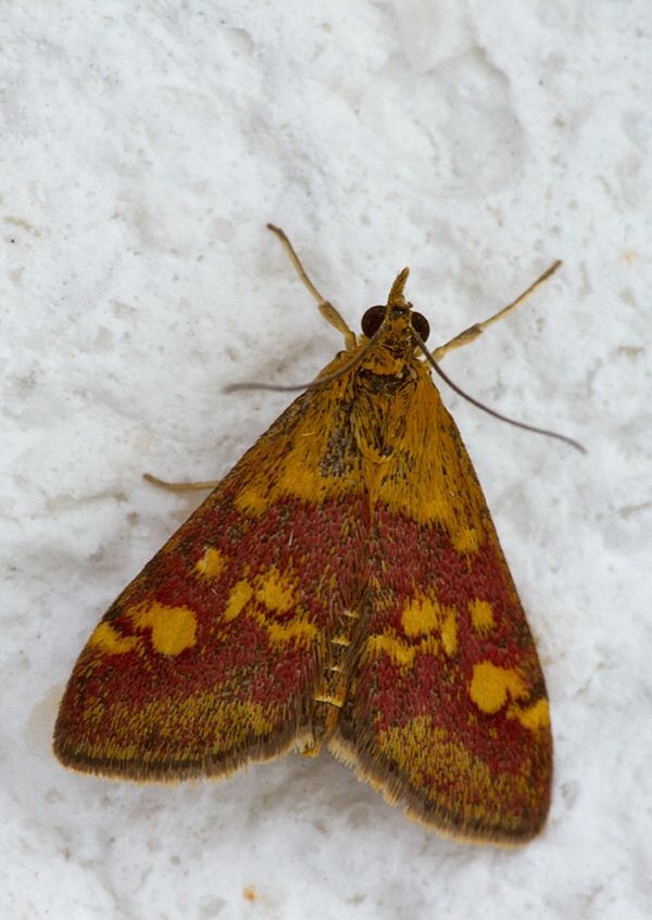 Pyrausta aurata