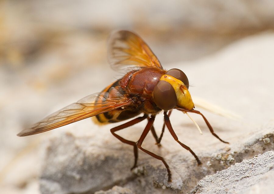 Volucella zonaria