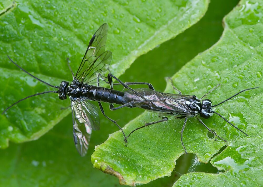 Pachyprotasis rapae