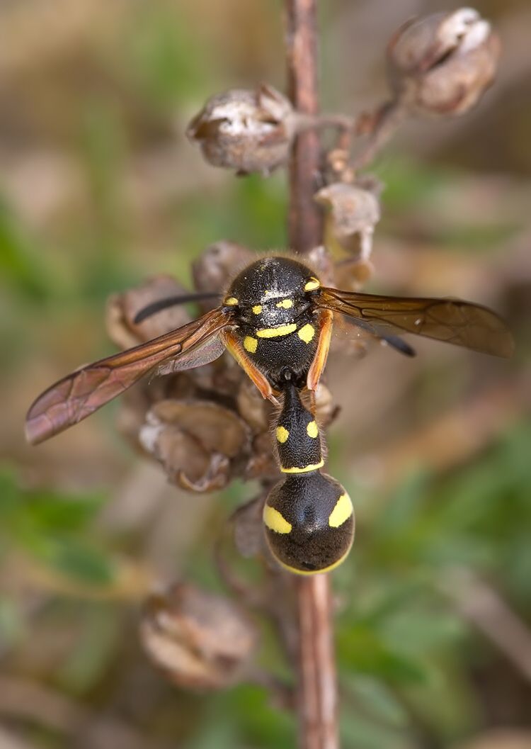 Eumenes pedunculatus