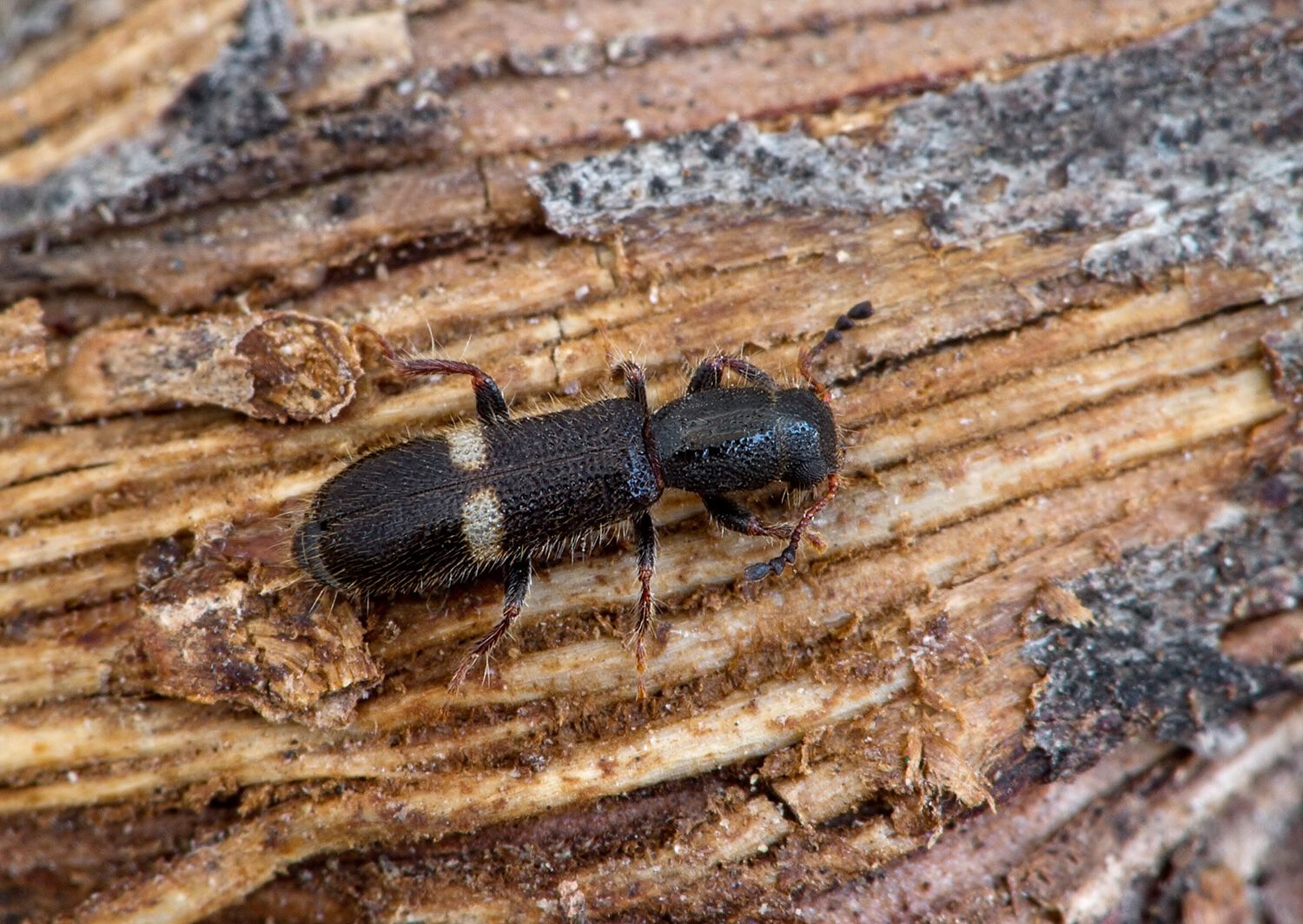 Tarsostenus univittatus