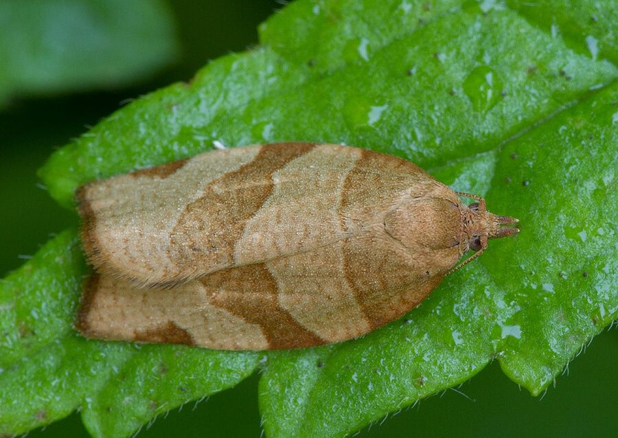 Pandemis dumetana