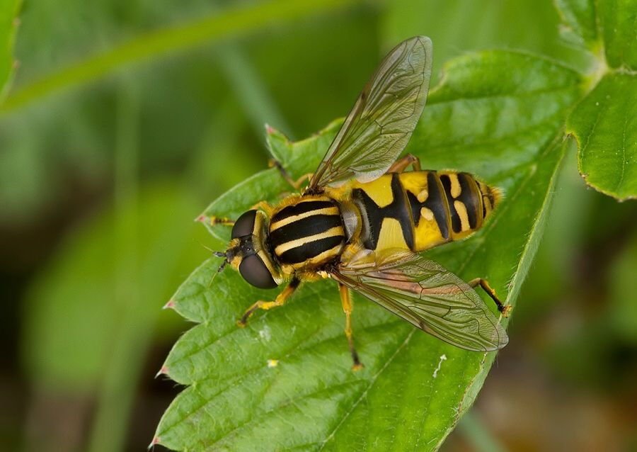 Helophilus trivittatus