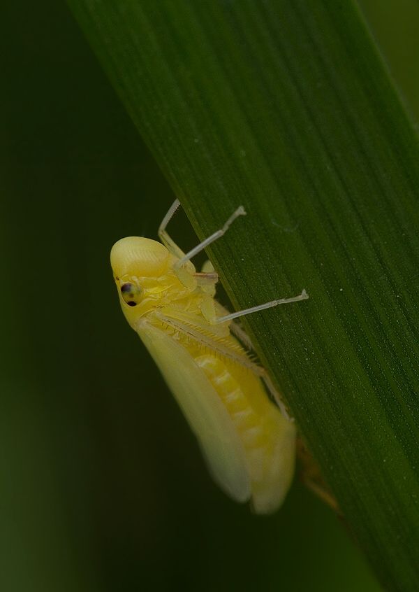 Alebra sp.
