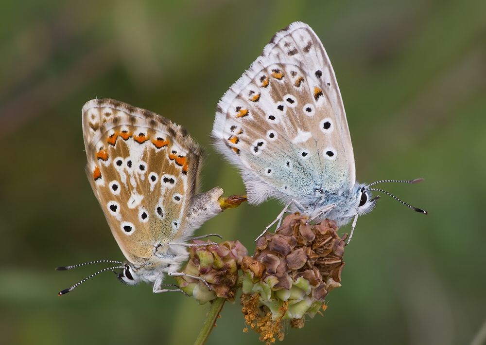 Polyommatus slovacus