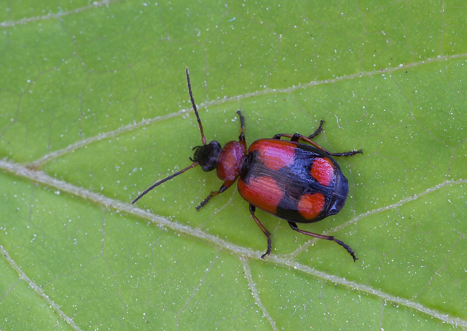 Lebia cruxminor