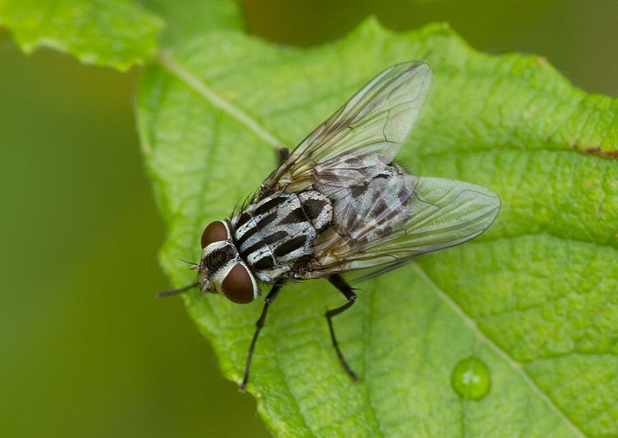 Graphomya maculata