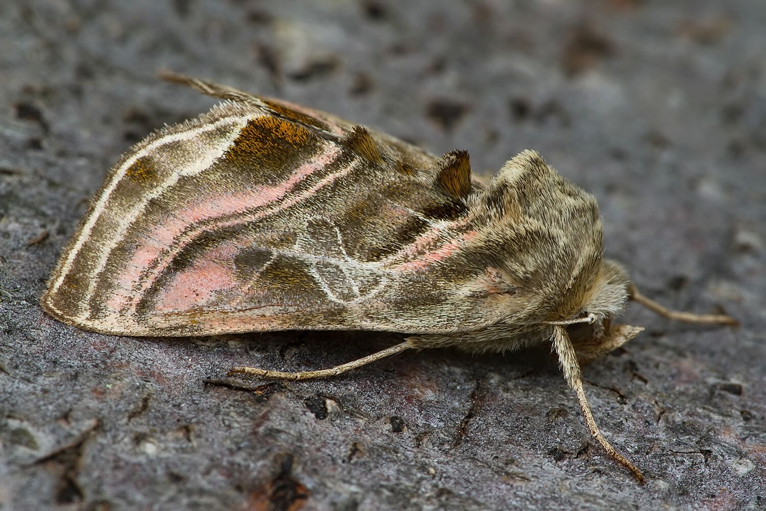 Euchalcia variabilis