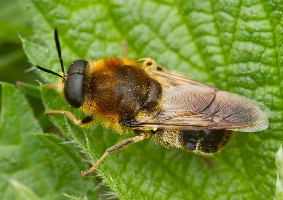 Stratiomys longicornis