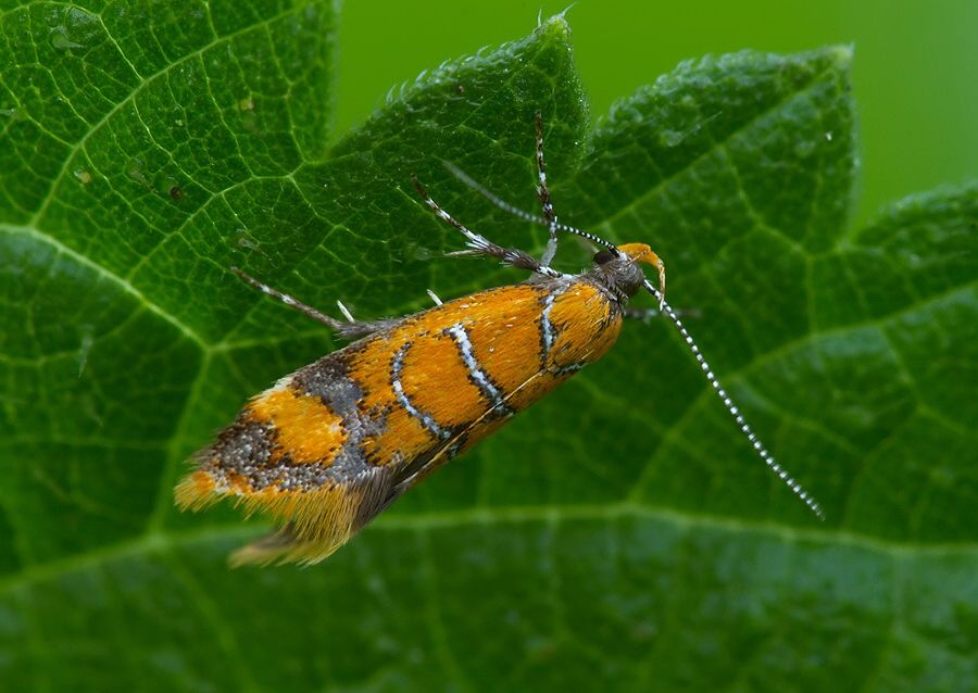 Bisigna procerella