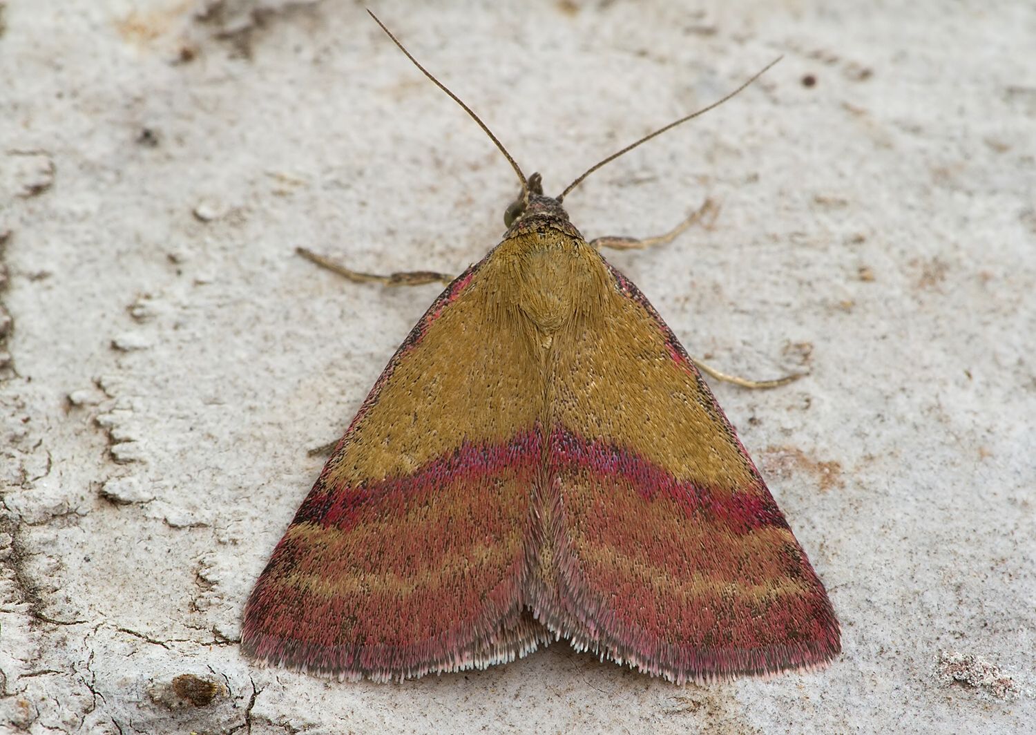 Phytometra viridaria