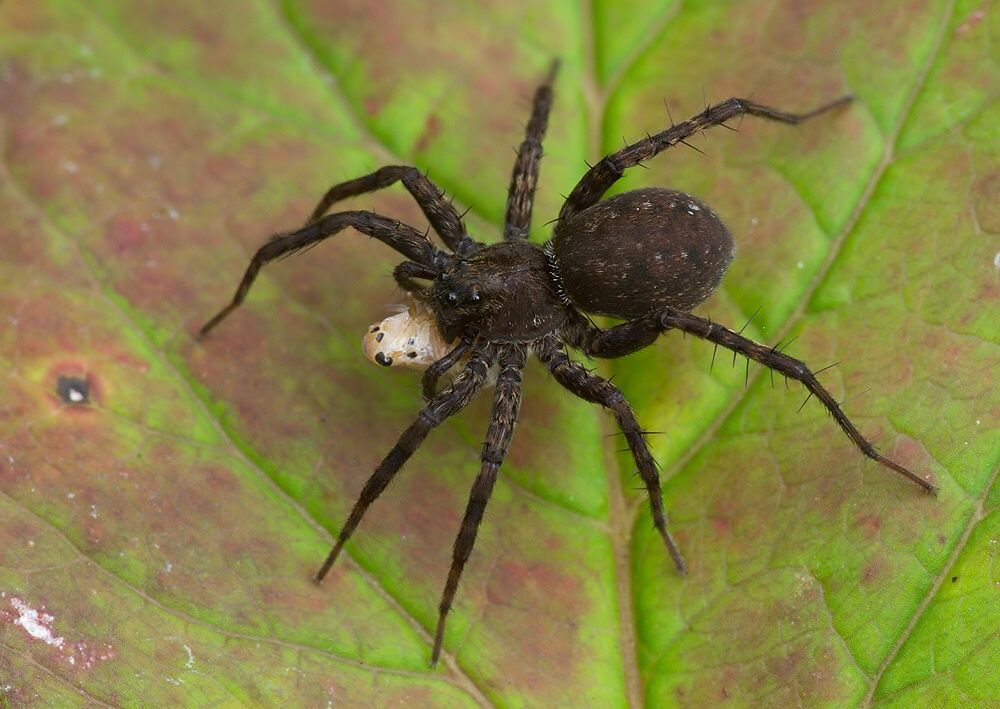 Pardosa sordidata