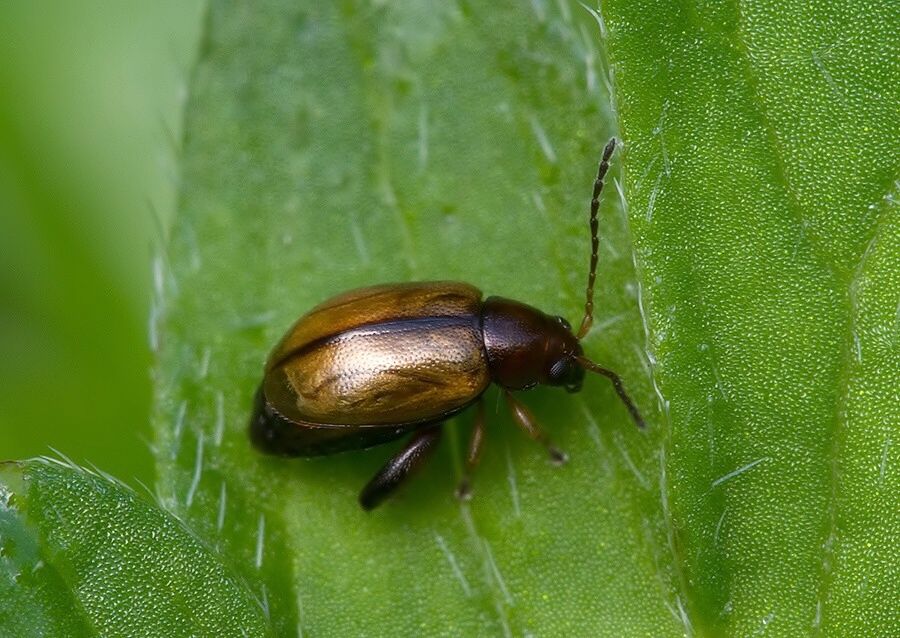 Longitarsus luridus cf.