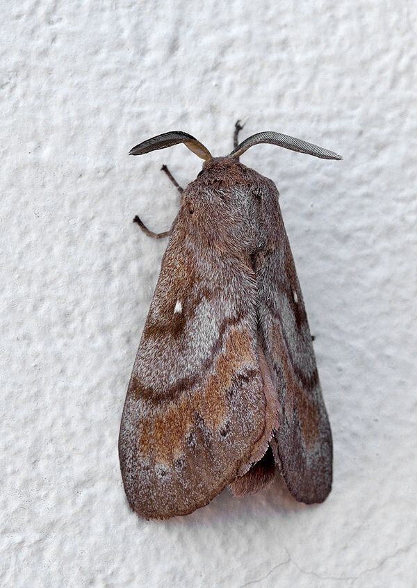 Dendrolimus pini