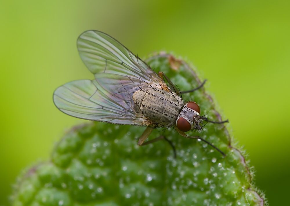 Botanophila fugax