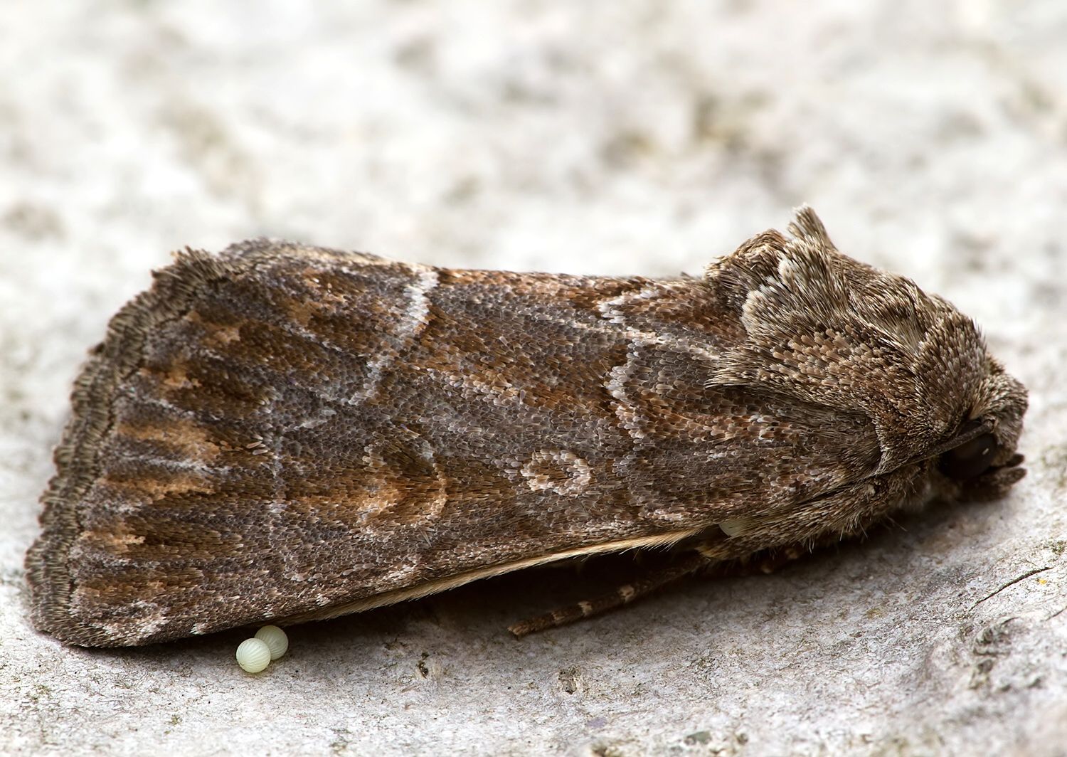 Thalpophila matura