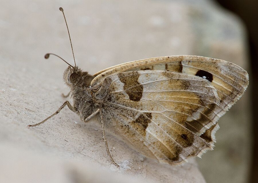 Chazara briseis