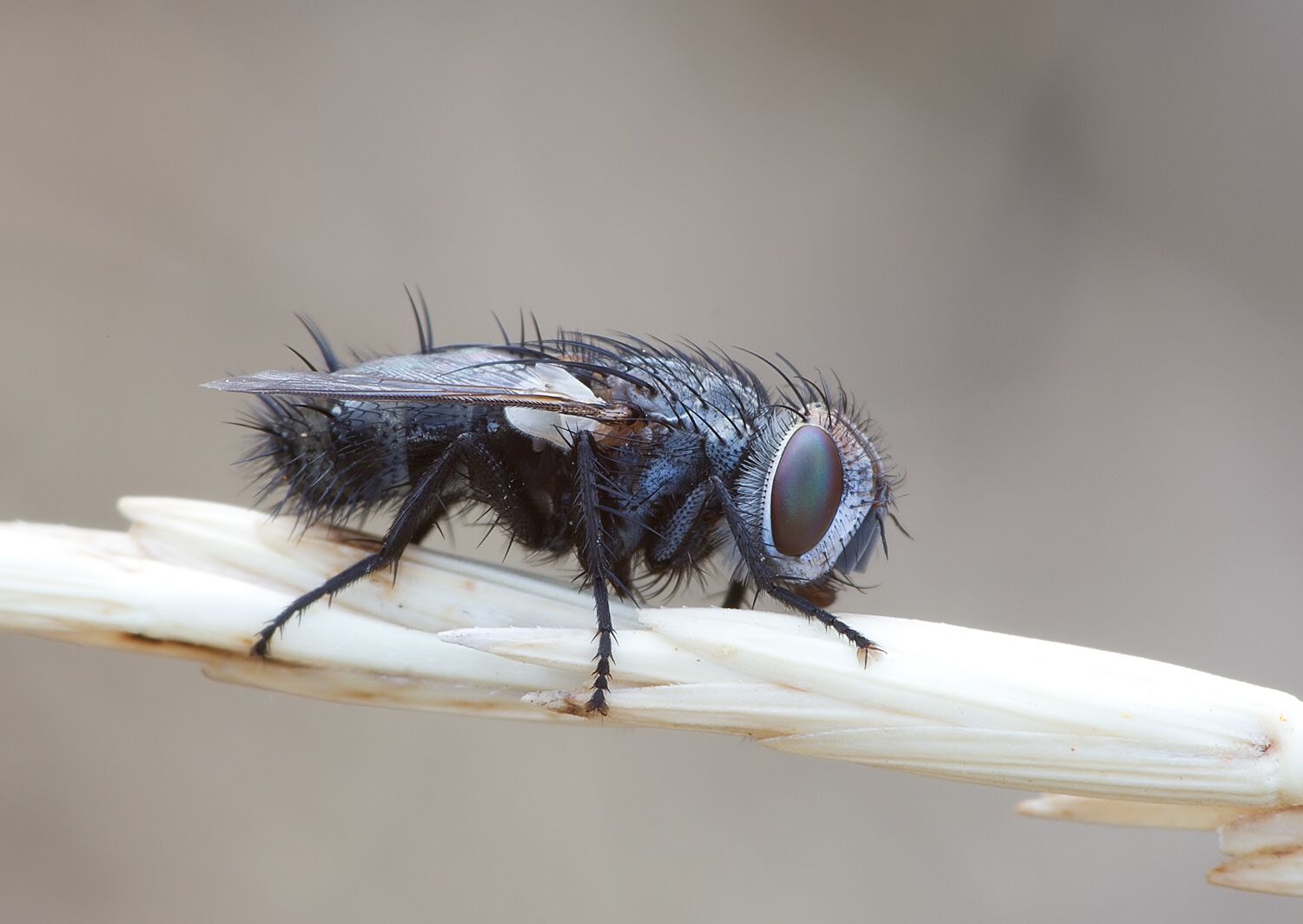 Gonia picea