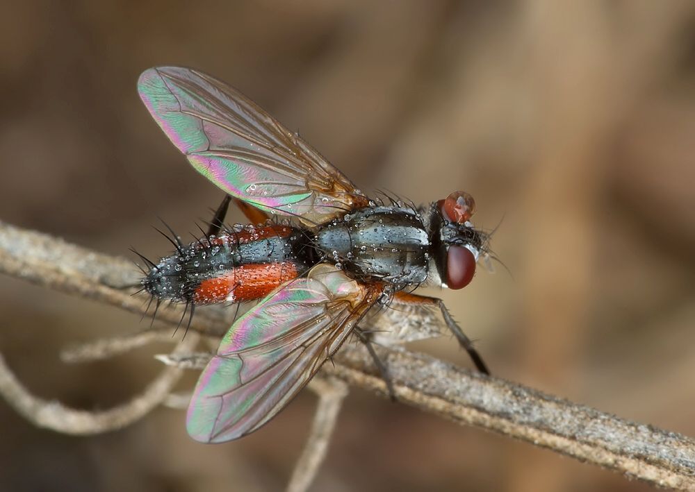 Mintho rufiventris