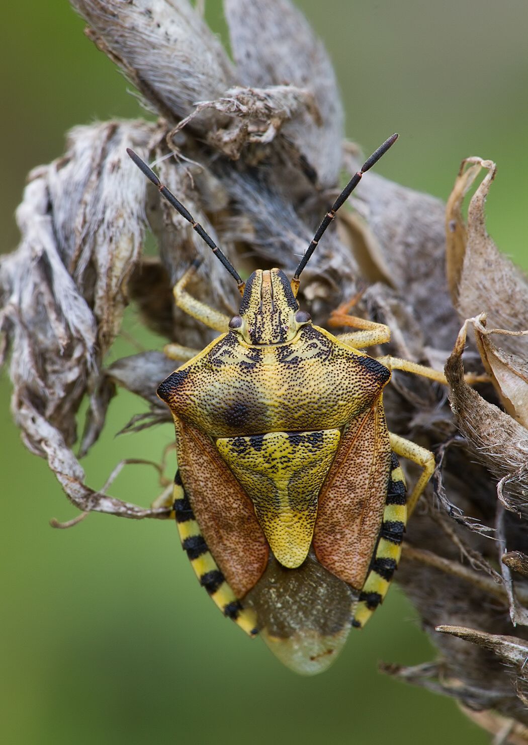Carpocoris pudicus