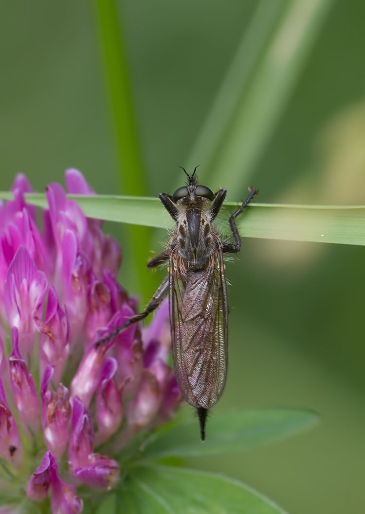 Dysmachus fuscipennis