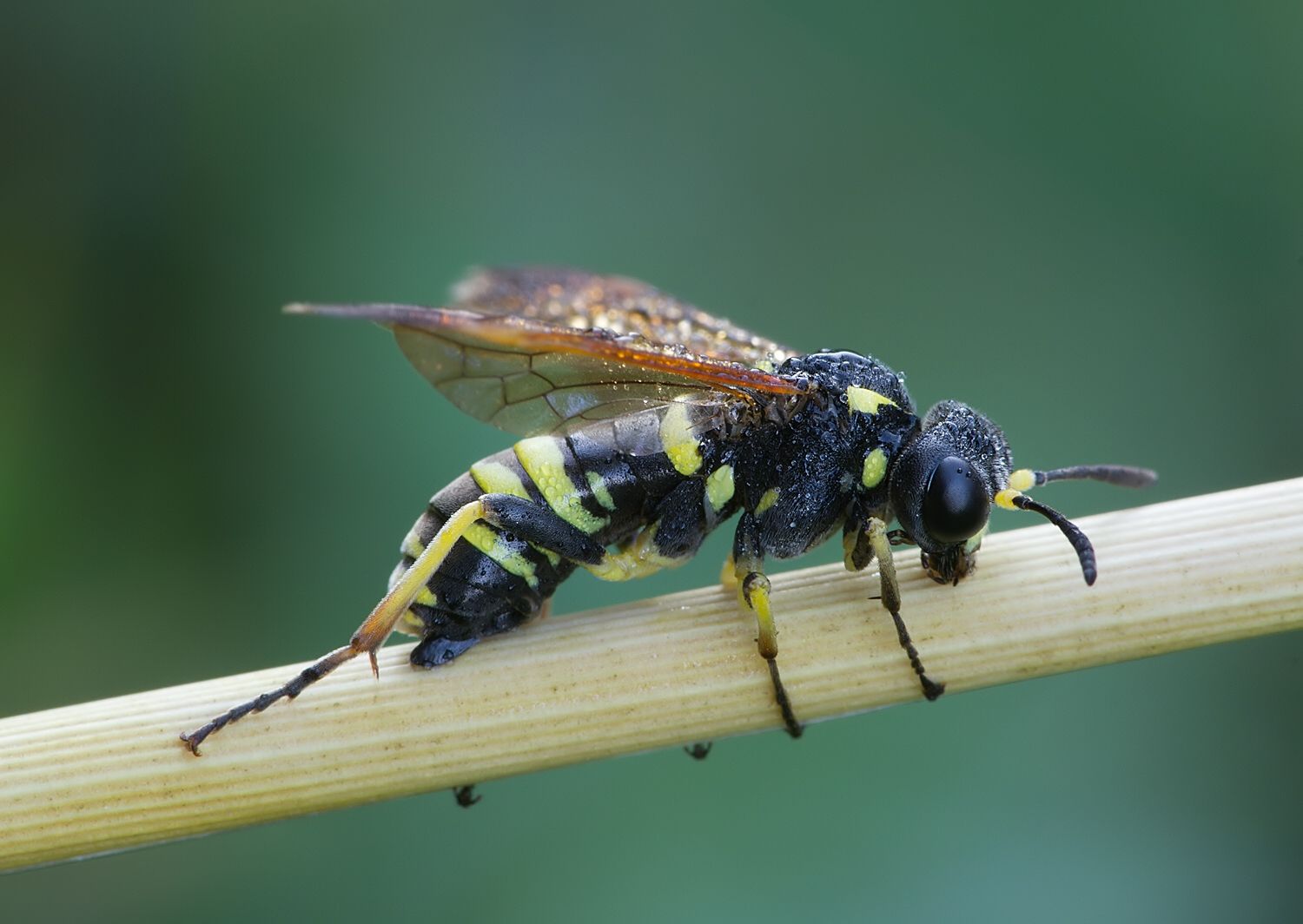 Tenthredo marginella