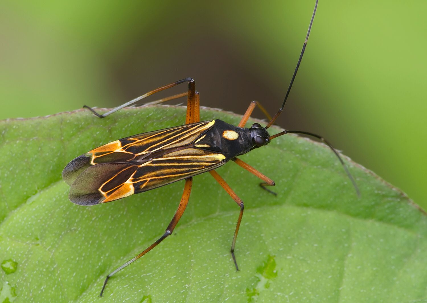 Miris striatus