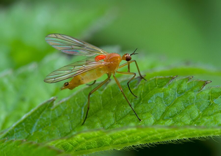 Empis lutea